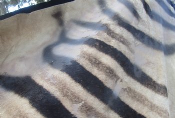 100" x 70" C- Grade Zebra Skin Rug with felt backing, available for purchase - $825 (Adult Signature Required)