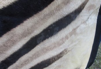 100" x 70" C- Grade Zebra Skin Rug with felt backing, available for purchase - $825 (Adult Signature Required)