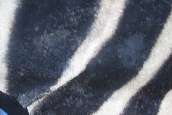 100" x 70" C- Grade Zebra Skin Rug with felt backing, available for purchase - $825 (Adult Signature Required)