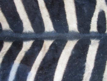 100" x 70" C- Grade Zebra Skin Rug with felt backing, available for purchase - $825 (Adult Signature Required)