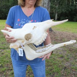 Female Giraffe Skull with lower jaw (Mandible) buy now for - $750 (Adult Signature Required)