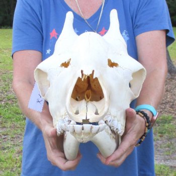Female Giraffe Skull with lower jaw (Mandible) buy now for - $750 (Adult Signature Required)