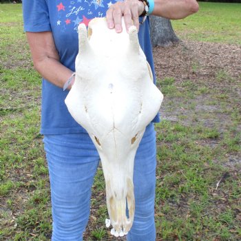 Female Giraffe Skull with lower jaw (Mandible) buy now for - $750 (Adult Signature Required)