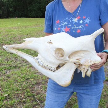 Female Giraffe Skull with lower jaw (Mandible) buy now for - $750 (Adult Signature Required)