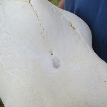 Female Giraffe Skull with lower jaw (Mandible) buy now for - $750 (Adult Signature Required)