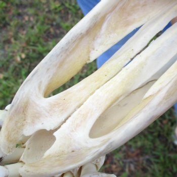 Female Giraffe Skull with lower jaw (Mandible) buy now for - $750 (Adult Signature Required)