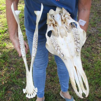 Female Giraffe Skull with lower jaw (Mandible) buy now for - $750 (Adult Signature Required)