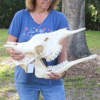 Female Giraffe Skull with lower jaw (Mandible) buy now for - $750 (Adult Signature Required)