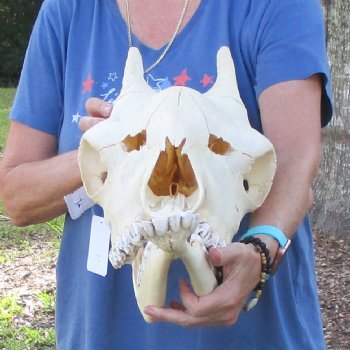 Female Giraffe Skull with lower jaw (Mandible) buy now for - $750 (Adult Signature Required)