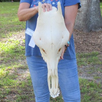 Female Giraffe Skull with lower jaw (Mandible) buy now for - $750 (Adult Signature Required)