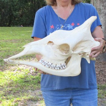 Female Giraffe Skull with lower jaw (Mandible) buy now for - $750 (Adult Signature Required)