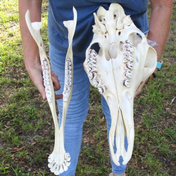 Female Giraffe Skull with lower jaw (Mandible) buy now for - $750 (Adult Signature Required)