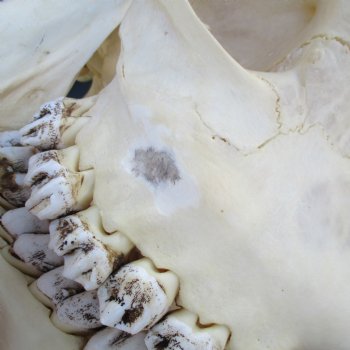 Female Giraffe Skull with lower jaw (Mandible) buy now for - $750 (Adult Signature Required)