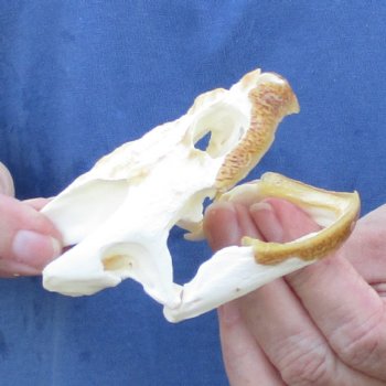 3-3/4" Common Snapping Turtle Skull - $55