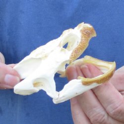 3-3/4" Common Snapping Turtle Skull - $55