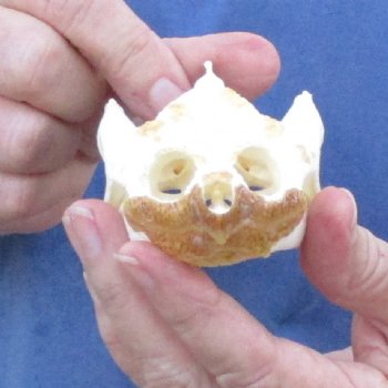 3-3/4" Common Snapping Turtle Skull - $55