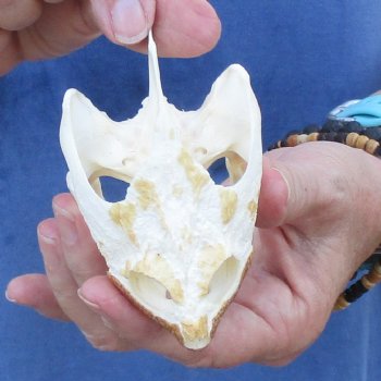 3-3/4" Common Snapping Turtle Skull - $55