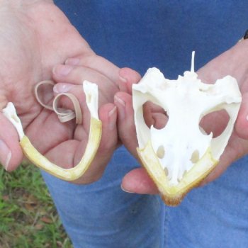 3-3/4" Common Snapping Turtle Skull - $55