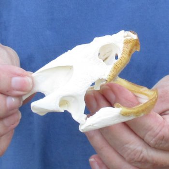 3-1/2" Common Snapping Turtle Skull - $55