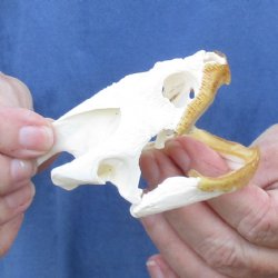 3-1/2" Common Snapping Turtle Skull - $55