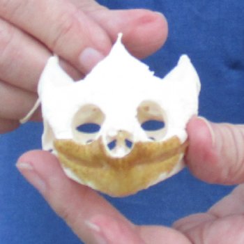 3-1/2" Common Snapping Turtle Skull - $55