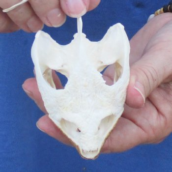 3-1/2" Common Snapping Turtle Skull - $55