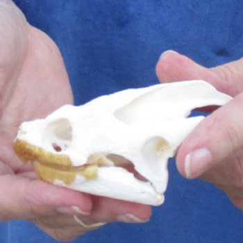 3-1/2" Common Snapping Turtle Skull - $55