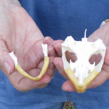 3-1/2" Common Snapping Turtle Skull - $55