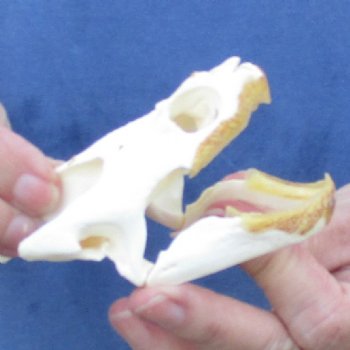 3-3/4" Common Snapping Turtle Skull - $55