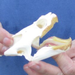 3-3/4" Common Snapping Turtle Skull - $55
