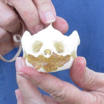 3-3/4" Common Snapping Turtle Skull - $55