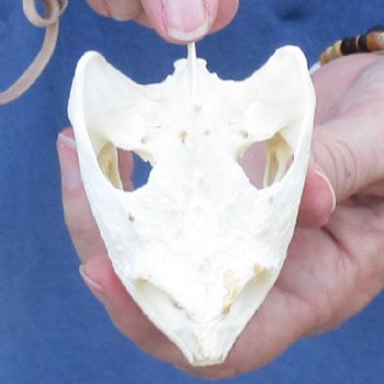 3-3/4" Common Snapping Turtle Skull - $55