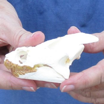 3-3/4" Common Snapping Turtle Skull - $55