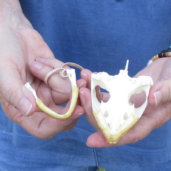 3-3/4" Common Snapping Turtle Skull - $55