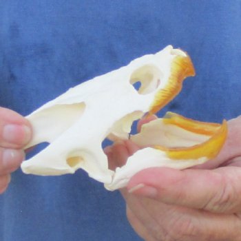 4-1/4" Common Snapping Turtle Skull - $65