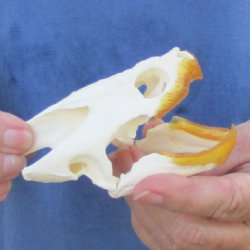 4-1/4" Common Snapping Turtle Skull - $65