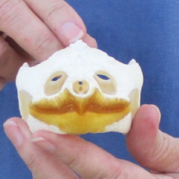 4-1/4" Common Snapping Turtle Skull - $65