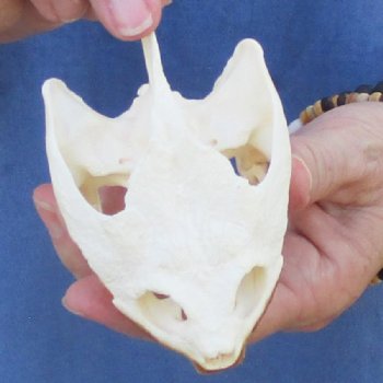 4-1/4" Common Snapping Turtle Skull - $65
