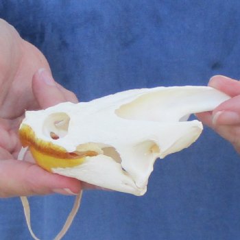 4-1/4" Common Snapping Turtle Skull - $65