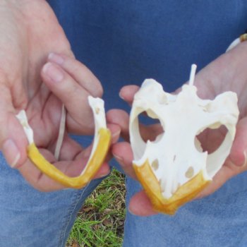 4-1/4" Common Snapping Turtle Skull - $65