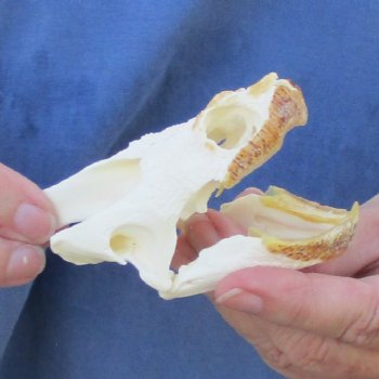 3-3/4" Common Snapping Turtle Skull - $55