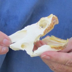 3-3/4" Common Snapping Turtle Skull - $55