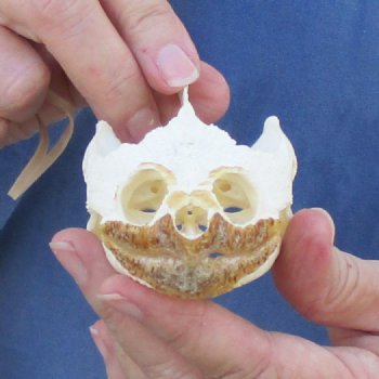 3-3/4" Common Snapping Turtle Skull - $55