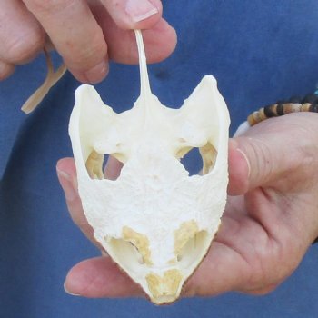 3-3/4" Common Snapping Turtle Skull - $55