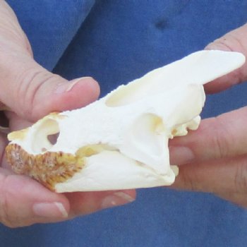 3-3/4" Common Snapping Turtle Skull - $55