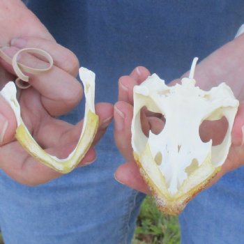 3-3/4" Common Snapping Turtle Skull - $55