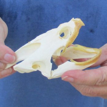4-1/4" Common Snapping Turtle Skull - $65
