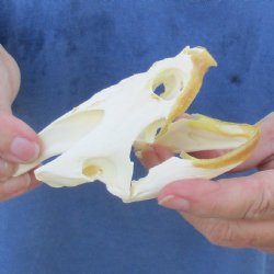 4-1/4" Common Snapping Turtle Skull - $65