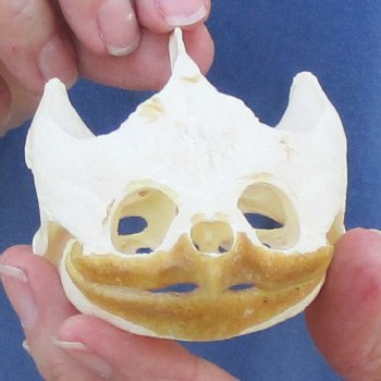 4-1/4" Common Snapping Turtle Skull - $65