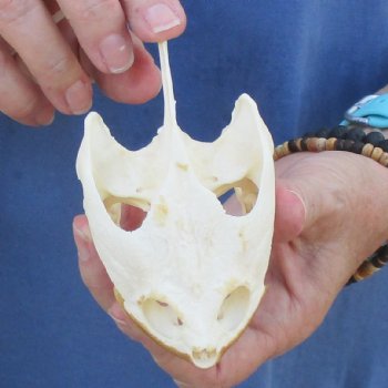 4-1/4" Common Snapping Turtle Skull - $65